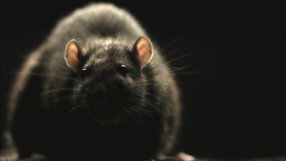 Rats_01