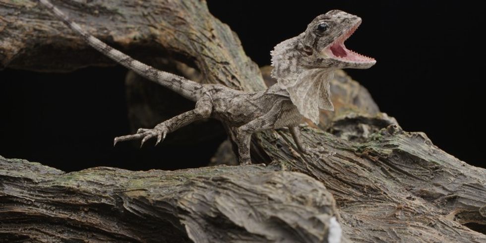 Red-dragon-6k-86fps-6000-x-3000-1