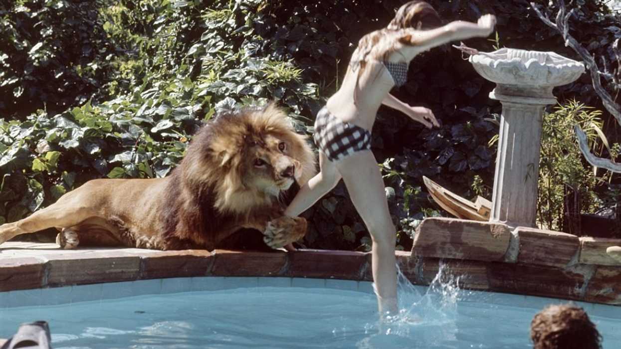 Roar Movie