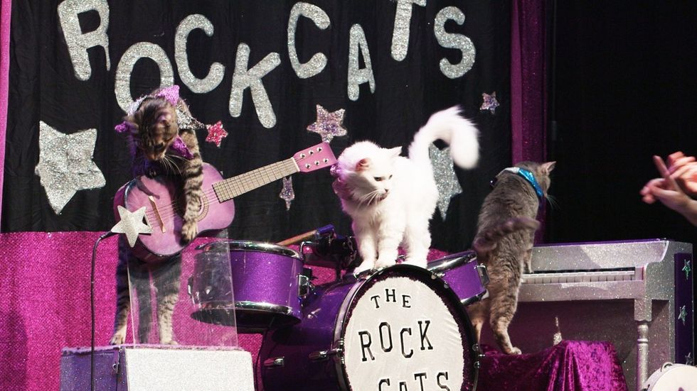 Saac_catband