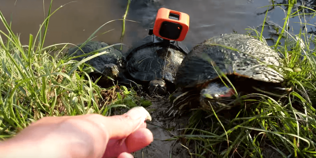 Turtle Gopro Armed with a GoPro, This Turtle Shows Us Around Its Murky Underwater ...