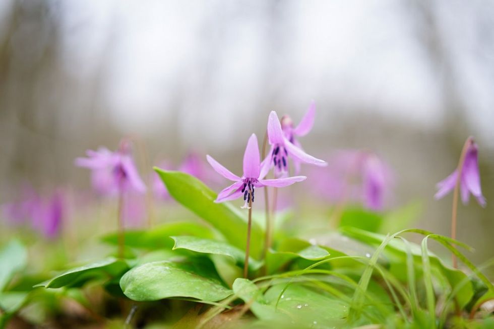 SONY 50MM F1.4 Sample Image