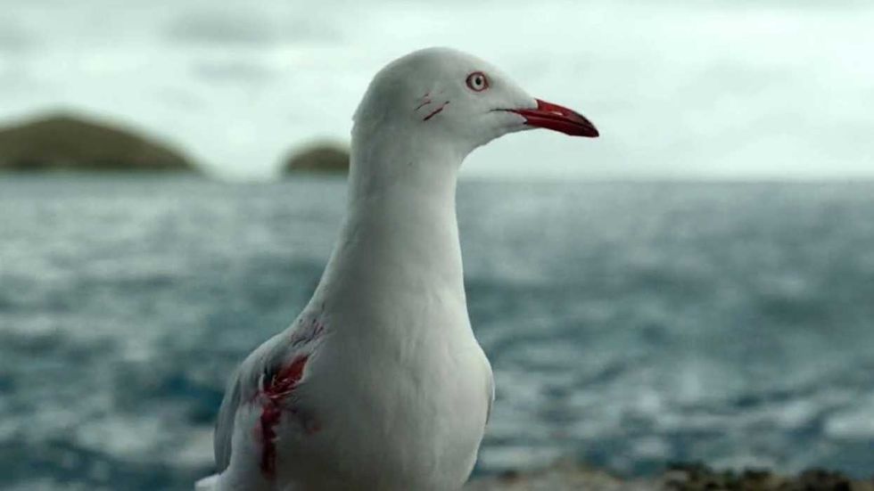 Steven the seagull looking to the right in The Shallows