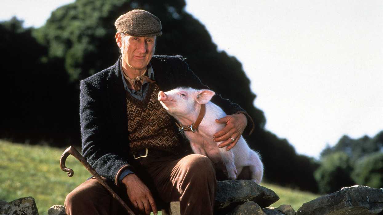 “That’ll Do, Pig”: What A Simple Line From ‘Babe’