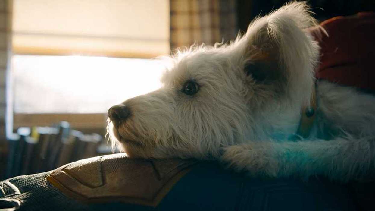 Top 10 Dog Movies