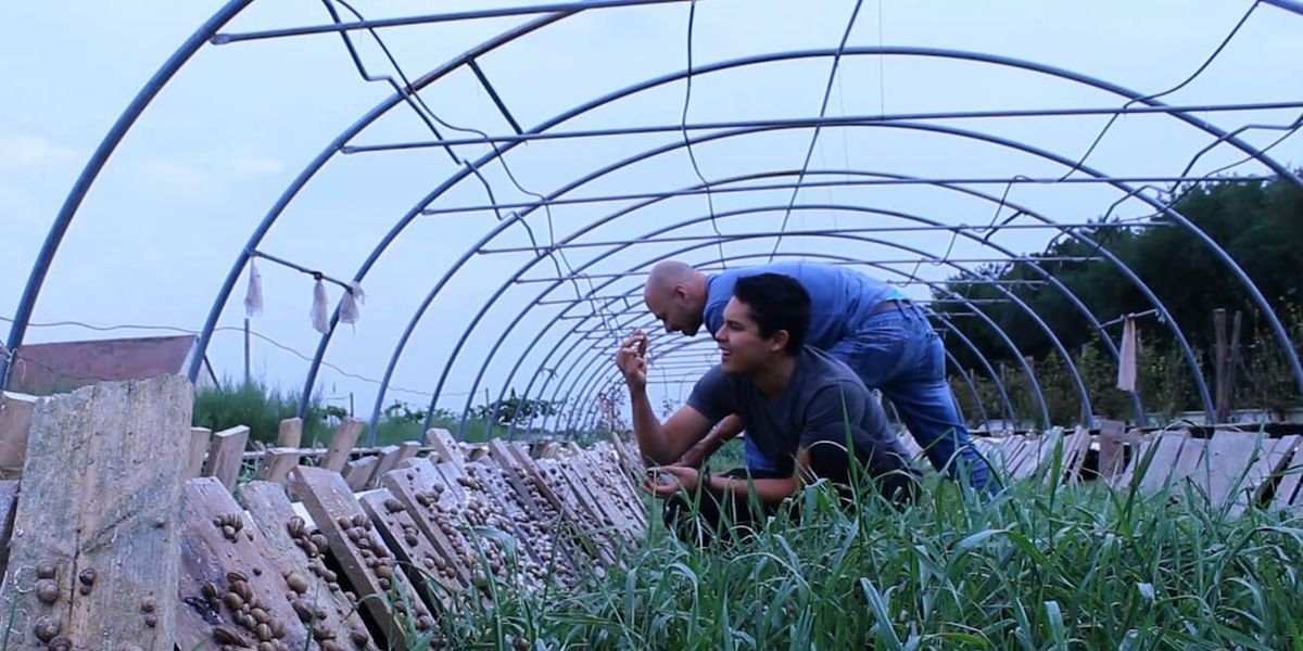 Two men looking at food in a outdoor garden, 'Taste'