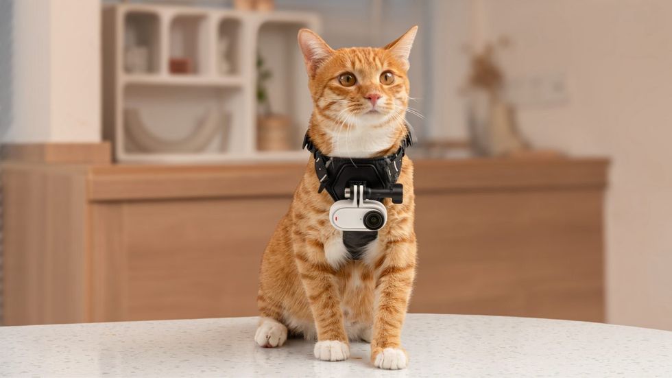 \u200bThe Insta360 GO 3S on a cat