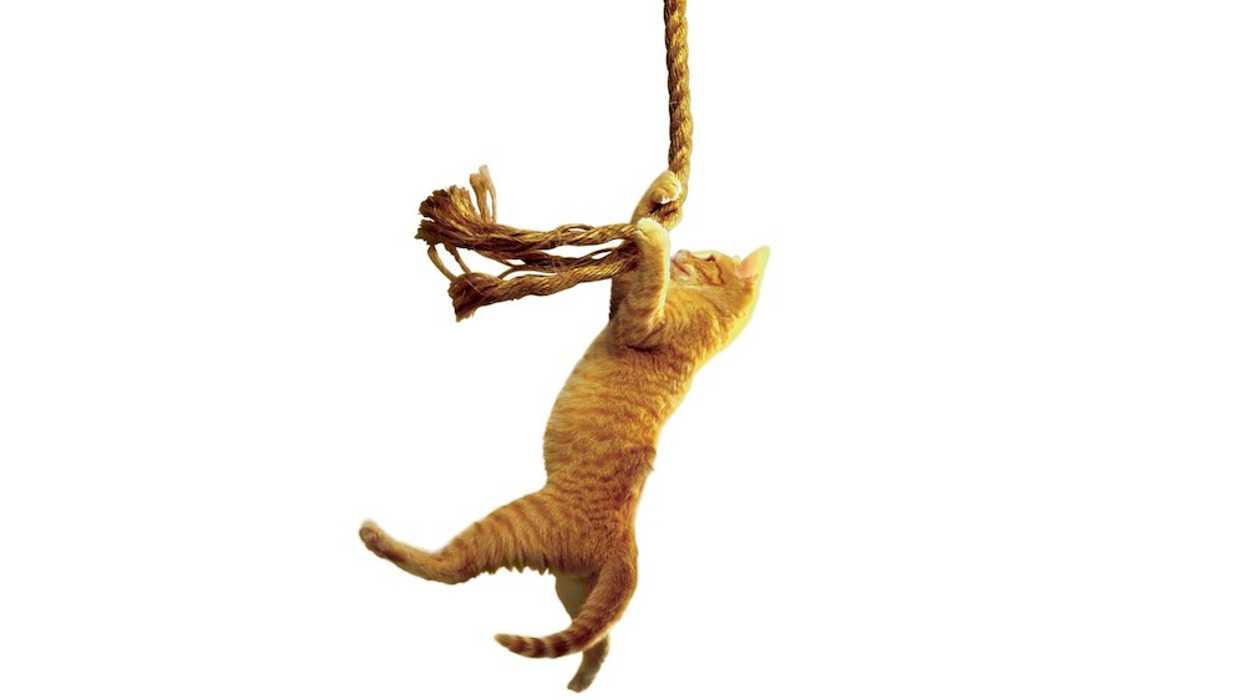 What is the Save the Cat Beat Sheet?