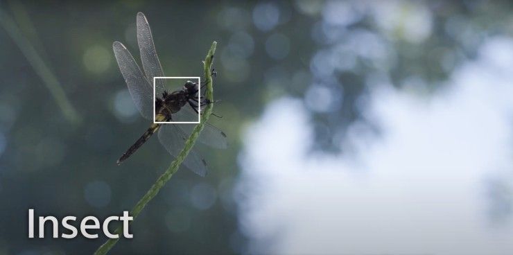Sony A7R V Insect Tracking