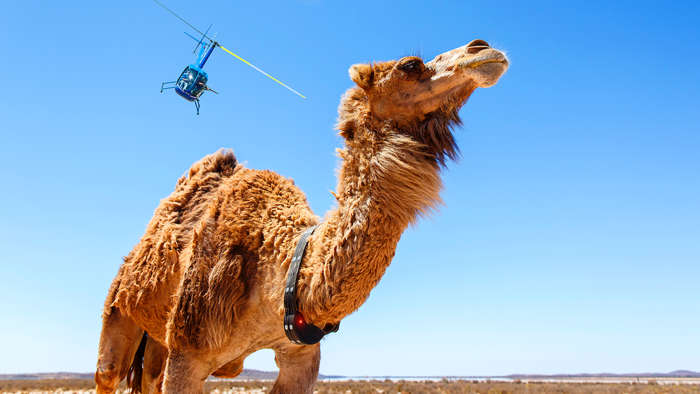 How to Direct Action Set Pieces in the Australian Outback… with Camels