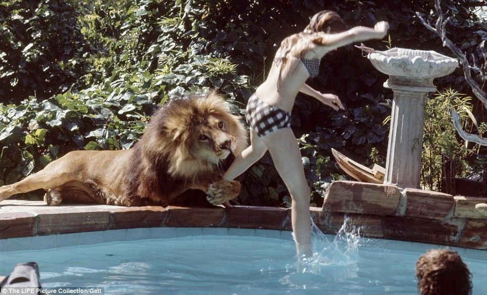 The Most Dangerous Movie Ever Made: No Animals Were Harmed, But 70 Cast &  Crew Members Were
