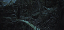 Canon 35mm sensor fireflies