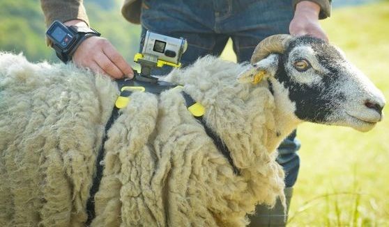 Sony Sheep Action Cam Tour de France